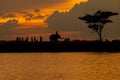 Silhouette of elephant parade and culture in Thailand