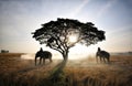 Silhouette of Elephant standing by tree at night. The Kuy Kui People of Thailand. Elephant Ritual Making or Wild Elephant Catchin