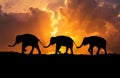 Silhouette Elephants Relationship With Trunk Hold Family Tail Walking Together On Sunset