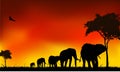 Silhouette elephants trip