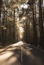 Silhouette of empty tranquil road passing passing through forest full of beautiful trees. Road amidst scenic forest full of tall Royalty Free Stock Photo