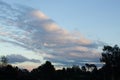 Silhouette of eucalyptus and pines with panoramic view of cloudscape at sunset