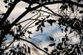 Silhouette of eucalyptus tree branches in blue sky with clouds
