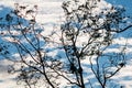 Silhouette of eucalyptus tree branches in blue sky with clouds