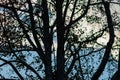 Silhouette of eucalyptus tree branches in blue sky with clouds