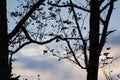 Silhouette of eucalyptus tree branches in blue sky with clouds