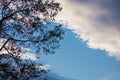 Silhouette of eucalyptus tree branches in blue sky with clouds Royalty Free Stock Photo
