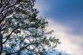 Silhouette of eucalyptus tree branches in blue sky with clouds