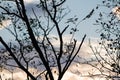 Silhouette of eucalyptus tree branches in blue sky with clouds