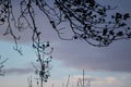 Silhouette of eucalyptus tree branches in blue sky with clouds