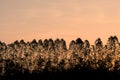 Silhouette Eucalyptus Tree on orange sky in morning time