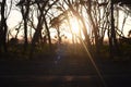 Silhouette of Eucalyptus tress during an Australia Sunrise