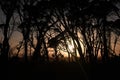 Silhouette of Eucalyptus tress during an Australia Sunrise