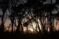 Silhouette of Eucalyptus tress during an Australia Sunrise