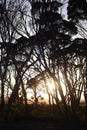 Silhouette of Eucalyptus tress during an Australia Sunrise