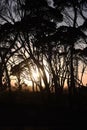 Silhouette of Eucalyptus tress during an Australia Sunrise