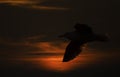 Silhouette of an European Herring gull in flight at sunset Royalty Free Stock Photo