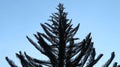 Silhouette of evergreen leaves, blue sky background