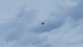 Silhouette falcon or eagle flying under the bright sun and cloudy sky. Hawk in sky. Space for text. Freedom concepts. Royalty Free Stock Photo