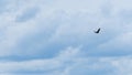 Silhouette falcon or eagle flying under the bright sun and cloudy sky. Hawk in sky. Space for text. Freedom concepts. Royalty Free Stock Photo