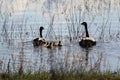 Silhouette Of A Family Of Canadian Geese Swimming Away
