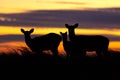 Silhouette of a family of deer standing in tall grass at dusk