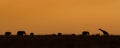 The silhouette of a family of elephants and one giraffe walking through the savannah at sunset