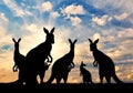Silhouette family of kangaroos