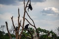 Silhouette of a family of monkeys swaying on top of a dry tree