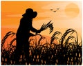 Silhouette farmer harvest rice in paddy field