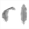 silhouette feather pen isolated bird design vector illustration