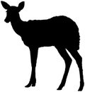 Silhouette of a female deer.