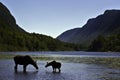 Silhouette female moose with calf