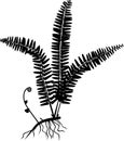 Silhouette of fern with rhizome and roots