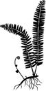 Silhouette of fern with rhizome and roots