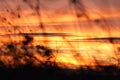 Silhouette of field grass out of focus. Against the sky and clouds at sunset. Close up Royalty Free Stock Photo