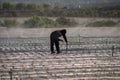 Silhouette of a fieldworker walking on a plastic wrapped field being watered that is backlit