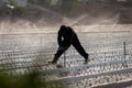 Silhouette of a fieldworker walking on a plastic wrapped field being watered