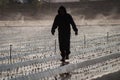 Silhouette of a fieldworker walking on a plastic wrapped field being watered