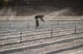 Silhouette of a fieldworker walking on a plastic wrapped field being watered