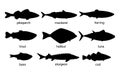 Silhouette fish animal set, guess black shape of animal. Seafood meal, edible. Game for child. Species marine fishes