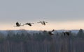 Silhouette of five flying crane birds, forest in background