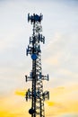 silhouette of a flock of American black vultures on a tower in the sunset