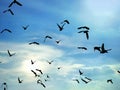 Silhouette flock of birds are flying in blue sky