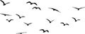 Flock of birds flying vector silhouette Royalty Free Stock Photo