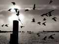 Silhouette flock of birds are flying at sea view point Royalty Free Stock Photo