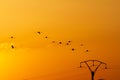 Silhouette of a flock of birds flying in the sky at sunset Royalty Free Stock Photo