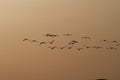 Silhouette of a flock of birds flying in the sky at sunset Royalty Free Stock Photo