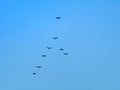 Silhouette flock of birds isolated on colorful sky background