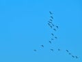 Silhouette flock of birds isolated on colorful sky background